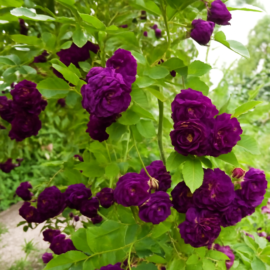 Premium Rose Flower Seeds